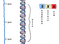 Chromosomes are Organized Into Genes