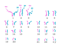 what genes are determined by mother