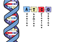 The Basics of DNA